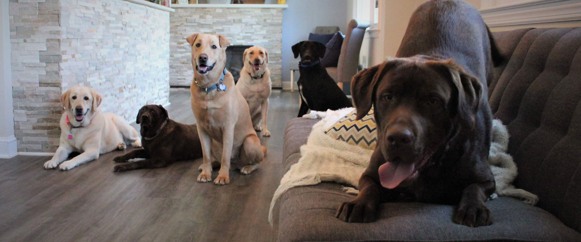 Pet Hotel Doggie Daycare &amp; Boarding All of Creation Pet Care